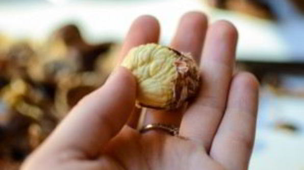 каштановый крем