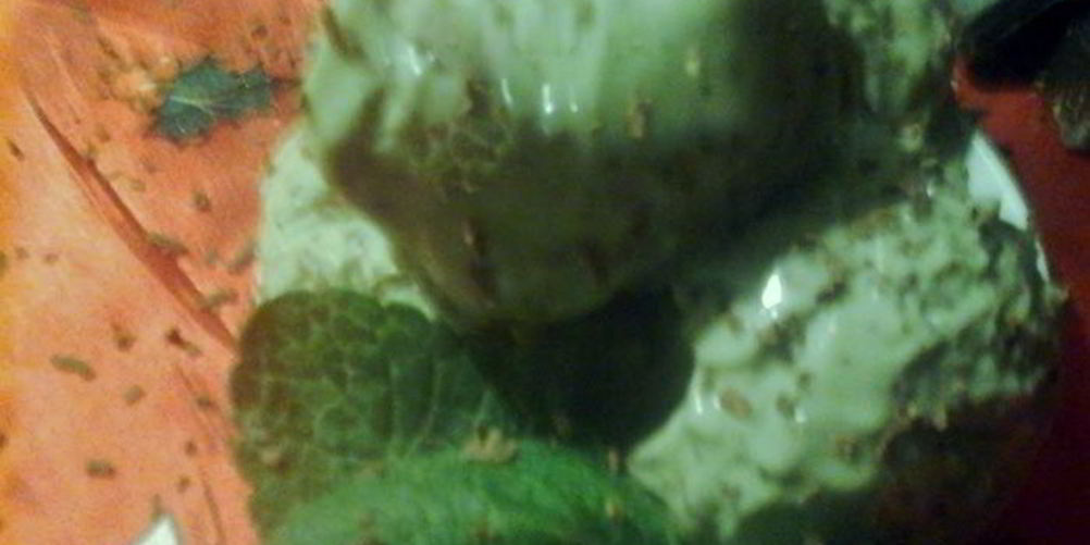 Рецепт мятна-шоколадного мороженого