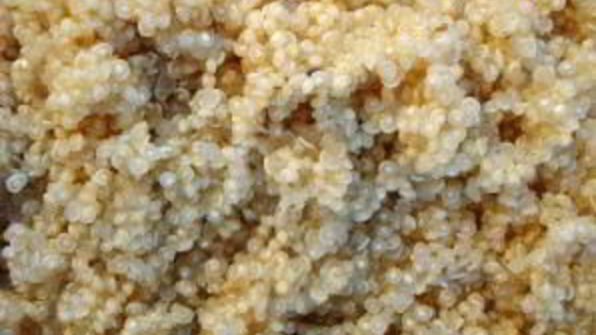 гарнир из киноа