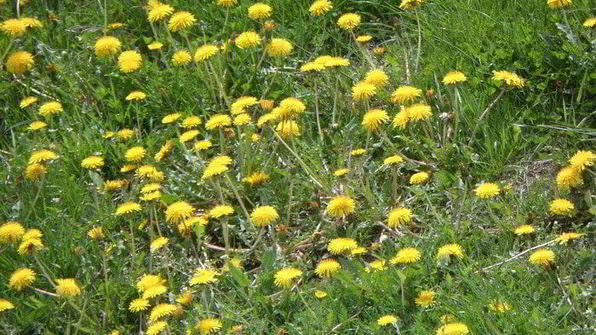 рис с овощами и ветчиной