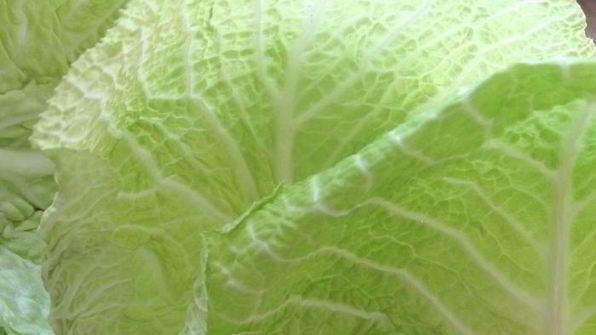 голубцы из прованса