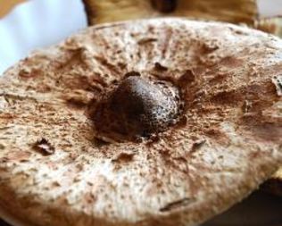 Гриб-зонтик жареный