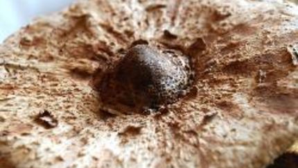 Гриб-зонтик жареный