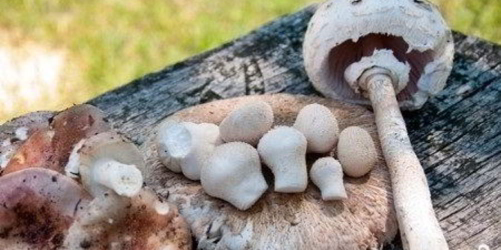 Рецепт тушеных зонтиков