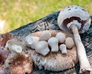 Тушеные зонтики