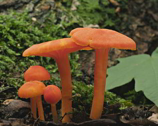 Жаренные грибы гигрофоры