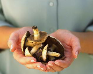 Жаренные грибы козлята