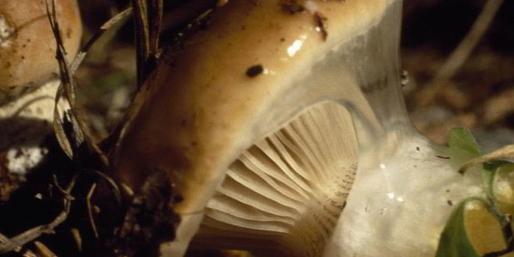 Рецепт жаренных грибов мокрухи еловые