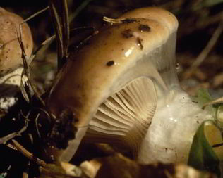 Жаренные грибы мокрухи еловые