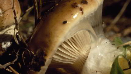 Жаренные грибы мокрухи еловые