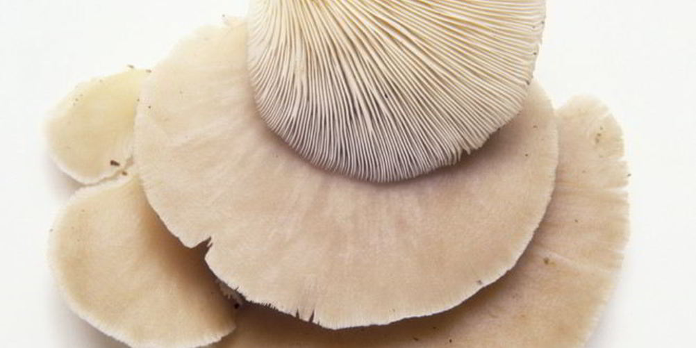 Рецепт жаренских вешенок в кляре