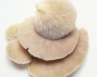 Жаренские вешенки в кляре