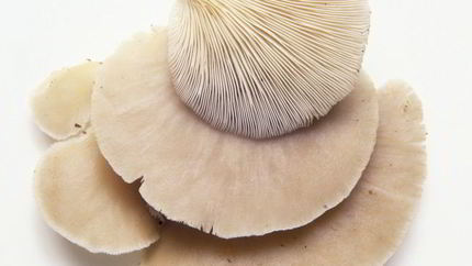 Жаренские вешенки в кляре