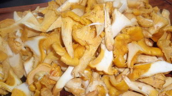 лазанья с лисичками и сельдереем