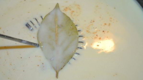 лазанья со шпинатом и рикоттой