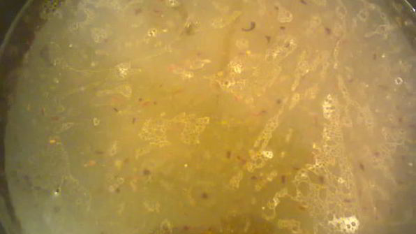 рагу из свинины с яблоками