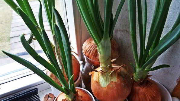 рисовая лапша с овощами