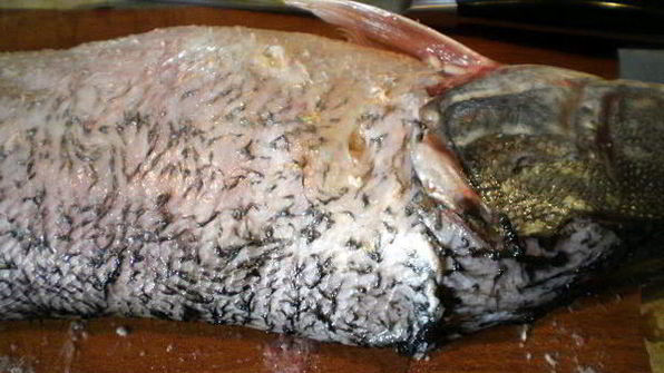 фаршированная щука