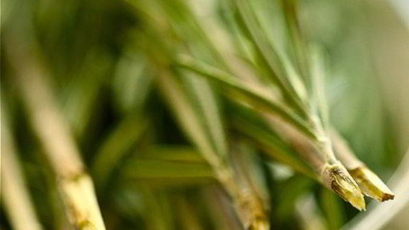 креветки гриль в цитрусовом маринаде