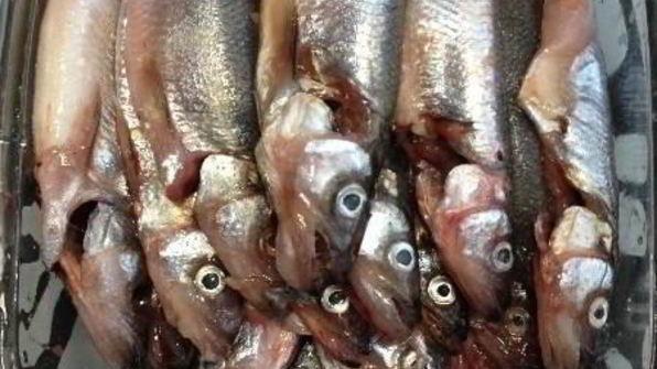 жареная корюшка