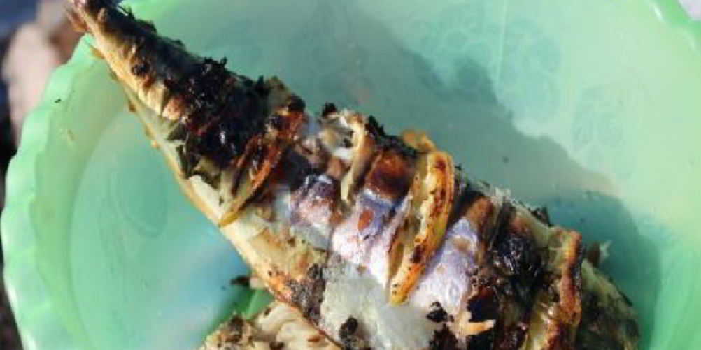 Рецепт шашлыка из скумбрии