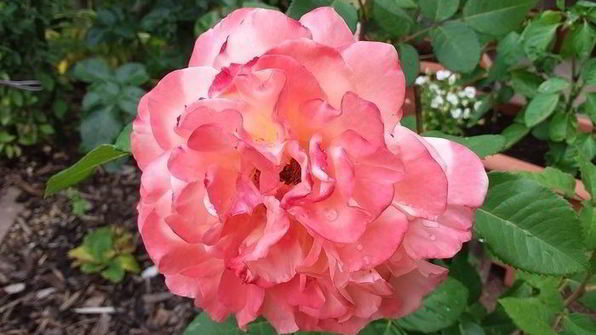 индийские тефтели с чечевицей