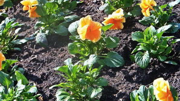 тефтельки с трехцветной пастой и овощной подливой