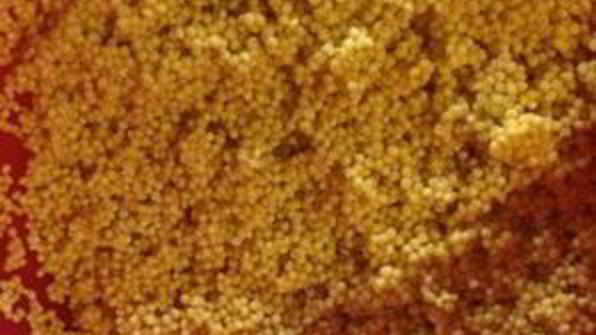 пшеничная каша с соевым мясом и овощами