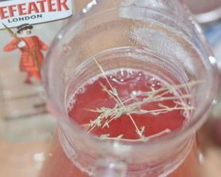 Горячий клюквенный напиток с джином