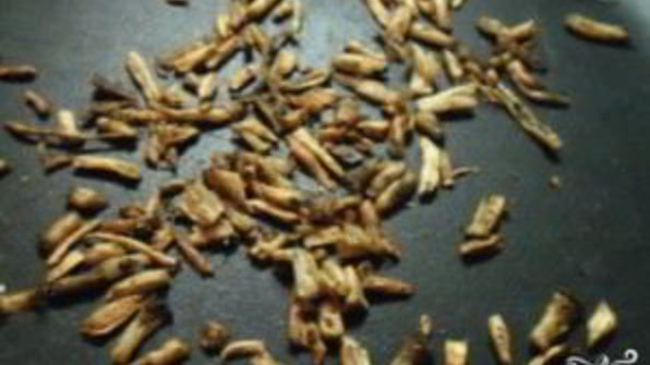 кофе из корней одуванчика