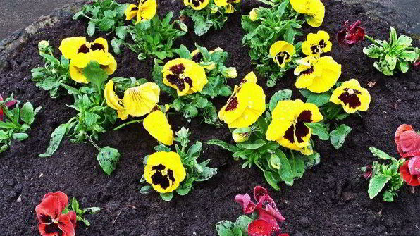 бананово-арбузный смузи