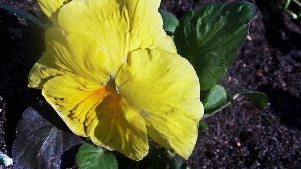 бананово-арбузный смузи