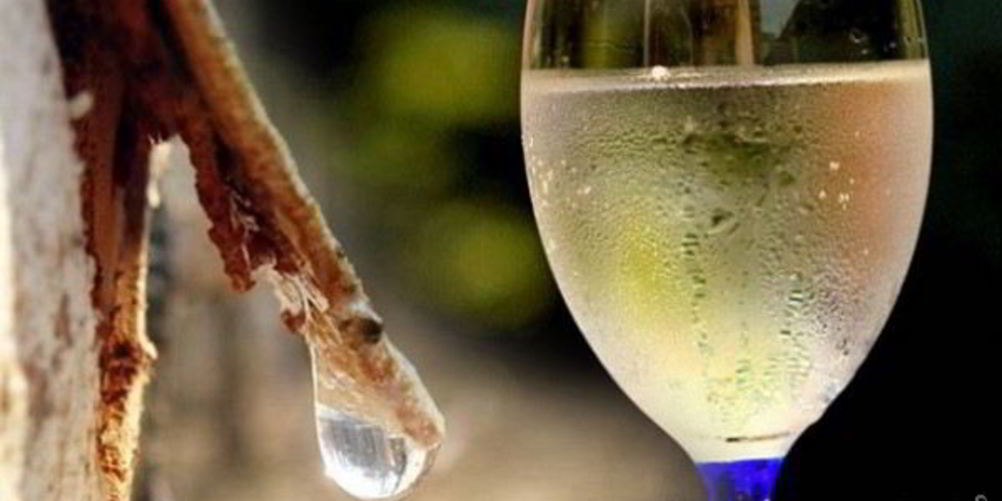 Рецепт вина из березового сока