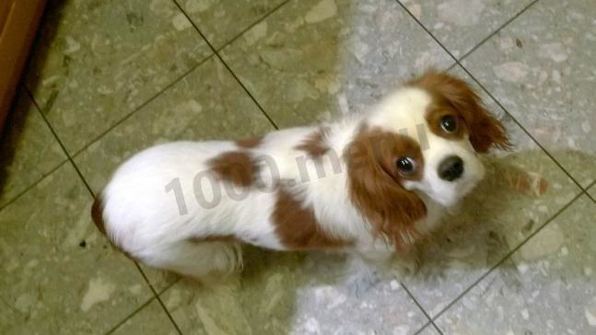 салат цезарь с курицей и пармезаном