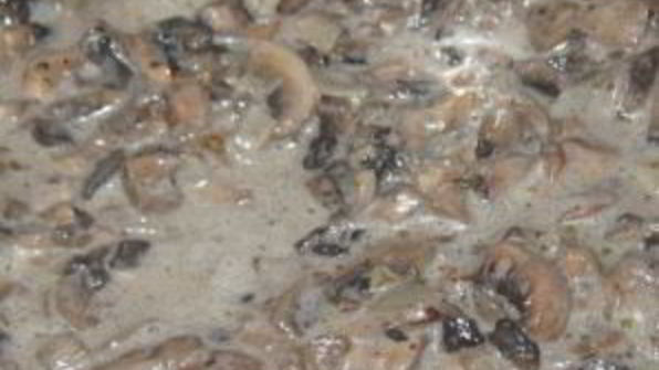 грибной соус из шампиньонов со сметаной