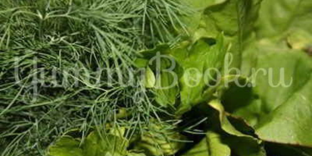 Рецепт борща летнего щавелевого