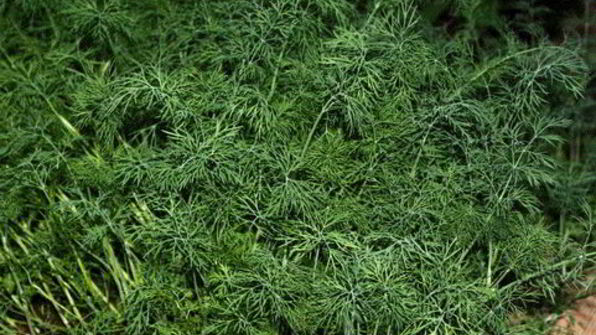 окрошка с мясом