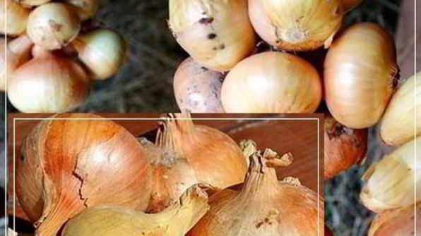 щи из квашеной капусты с уткой