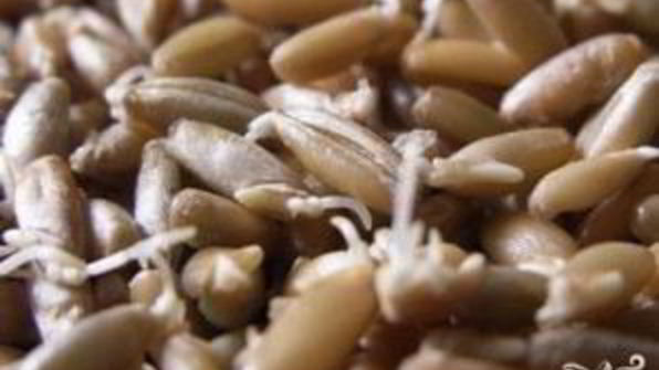 щи московские