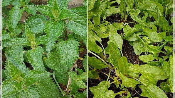 щи с крапивой, щавелем и говяжьими ребрышками