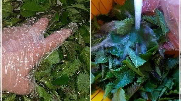 щи с крапивой, щавелем и говяжьими ребрышками