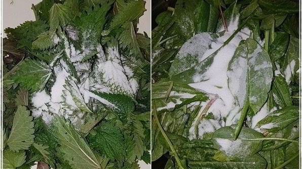 щи с крапивой, щавелем и говяжьими ребрышками