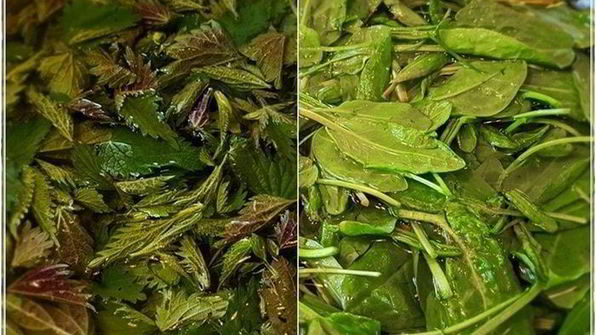 щи с крапивой, щавелем и говяжьими ребрышками