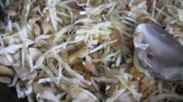 грибная солянка с капустой