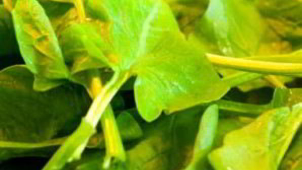 суп-пюре из брокколи и шпината