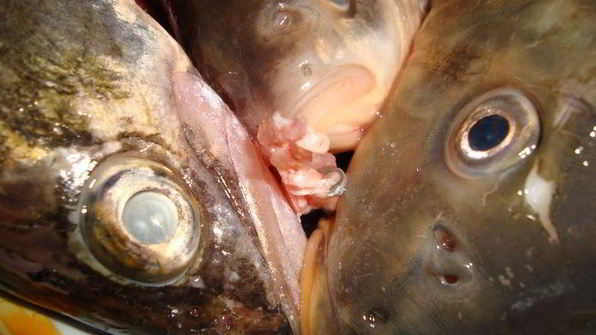 фирменная уха с манкой