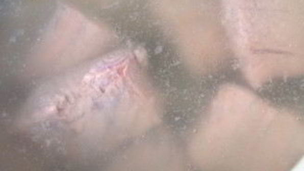 молочная уха