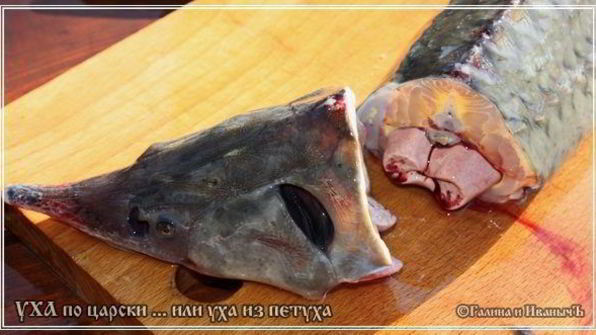 уха по-царски из петуха