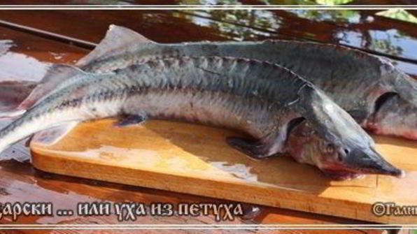 уха по-царски из петуха