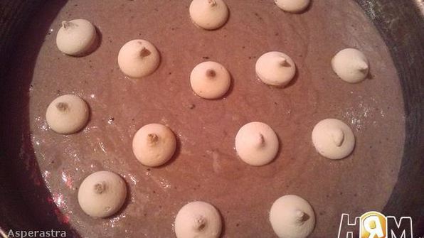 манник нечаянный